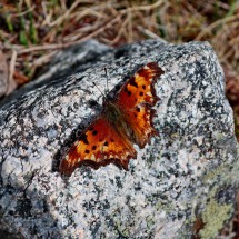 Butterfly on the Black Cloud Trailhead